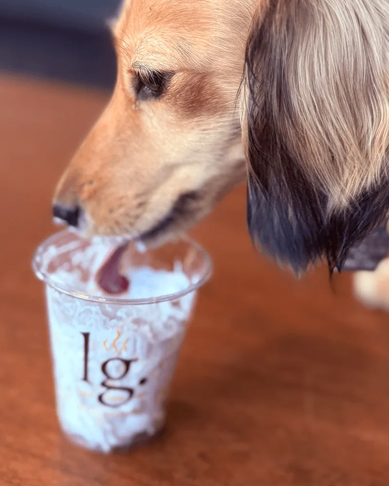 Pup Cup